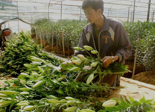 Hoa tết Đà Lạt: Kẻ cười, người khóc - 4