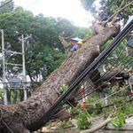 Tin tức trong ngày - TP.HCM: Cây me 100 tuổi bật gốc, đè 4 nhà dân