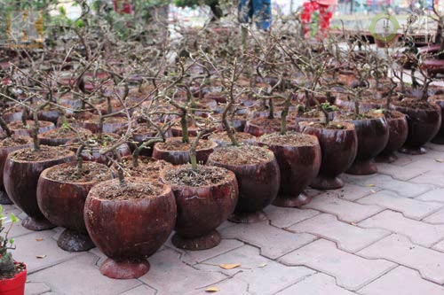 Hoa tết cập bến Bình Đông đợi khách - 7