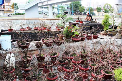 Hoa tết cập bến Bình Đông đợi khách - 8