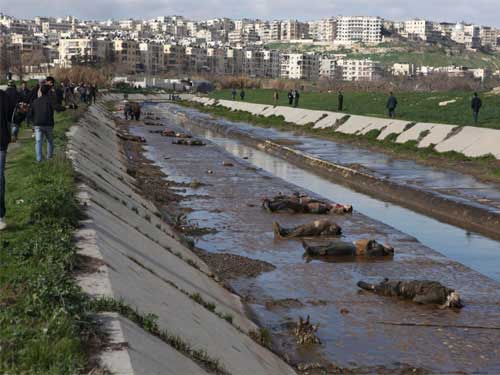 Syria: Hơn 80 thi thể nổi trên sông ở Aleppo - 1