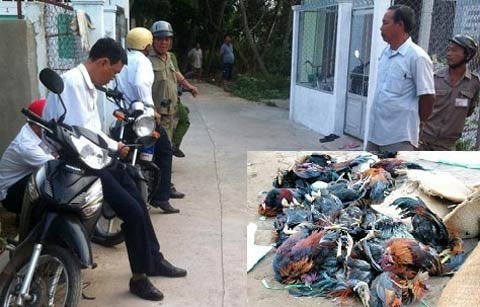 Vụ đập chết cả đàn gà: "Khó biết đúng sai" - 1