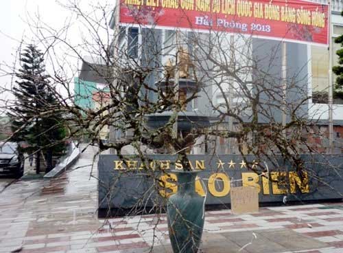 Cặp đào phai có giá hàng trăm triệu - 2