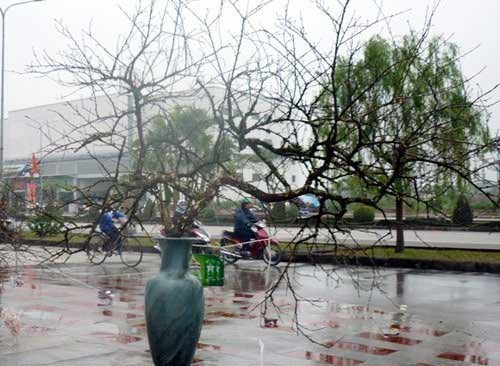 Cặp đào phai có giá hàng trăm triệu - 4