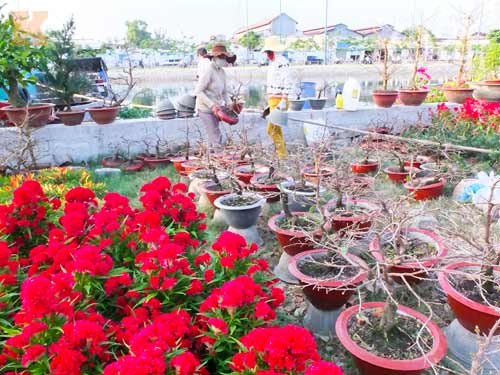 Hoa tết cập bến Bình Đông đợi khách - 3