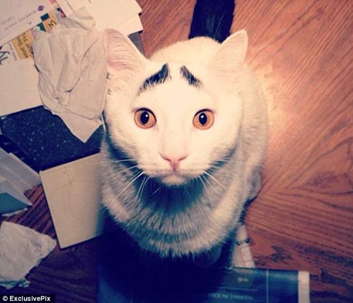 Mỹ: Chú mèo nổi tiếng nhờ lông mày dị thường - 1