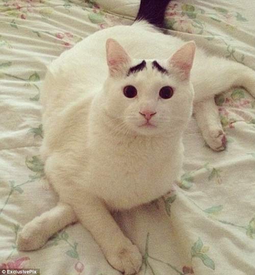 Mỹ: Chú mèo nổi tiếng nhờ lông mày dị thường - 3