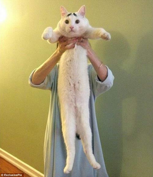 Mỹ: Chú mèo nổi tiếng nhờ lông mày dị thường - 4