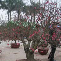 Thị trường - Tiêu dùng - Đào thế cổ thụ rẻ nhất 25 triệu đồng/cây