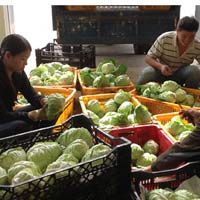 Thị trường - Tiêu dùng - Giá thịt giảm, giá trái cây tăng nhẹ