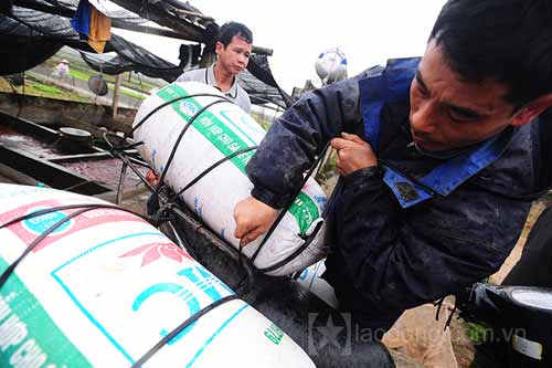 Làng nuôi cá chép đỏ vào mùa tiễn ông Táo - 10