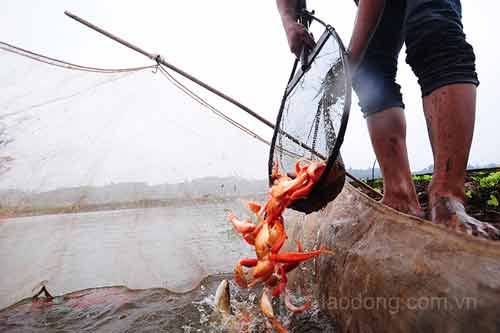 Làng nuôi cá chép đỏ vào mùa tiễn ông Táo - 2