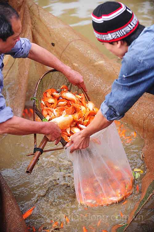 Làng nuôi cá chép đỏ vào mùa tiễn ông Táo - 3