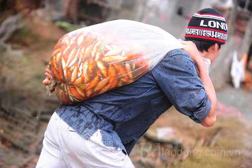 Làng nuôi cá chép đỏ vào mùa tiễn ông Táo - 4