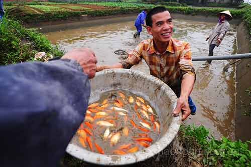 Làng nuôi cá chép đỏ vào mùa tiễn ông Táo - 6