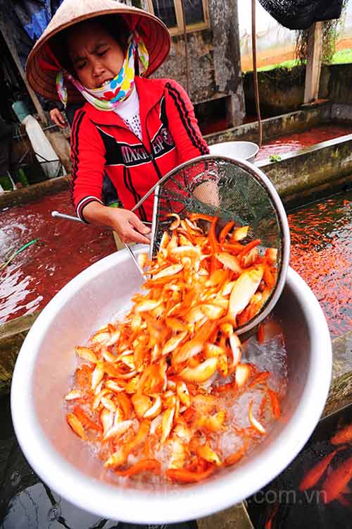 Làng nuôi cá chép đỏ vào mùa tiễn ông Táo - 8