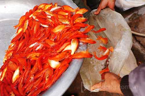 Làng nuôi cá chép đỏ vào mùa tiễn ông Táo - 9