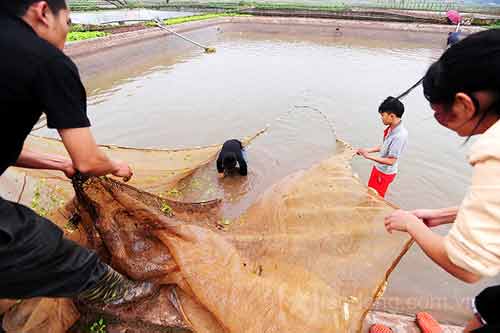 Làng nuôi cá chép đỏ vào mùa tiễn ông Táo - 1