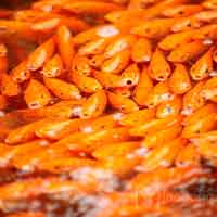 Tin tức trong ngày - Làng nuôi cá chép đỏ vào mùa tiễn ông Táo