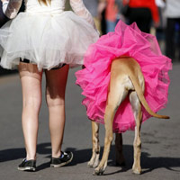 Ảnh đẹp: Chó mặc váy đi diễu hành