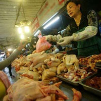 Sức khỏe đời sống - Gà thải loại nhập lậu ngập trong kháng sinh