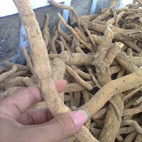 Tin tức trong ngày - Bỏ lệnh tịch thu “thần dược” xáo tam phân