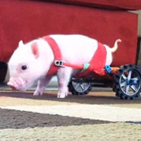 Phi thường - kỳ quặc - LẠ: Heo tập đi trên xe lăn