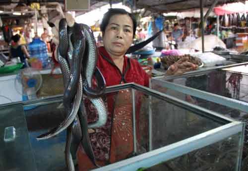 Ghé thăm “kinh đô” rắn - 2
