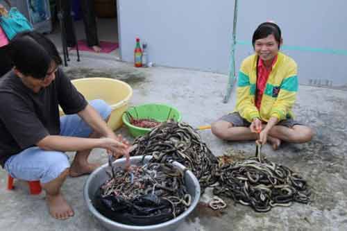 Ghé thăm “kinh đô” rắn - 3