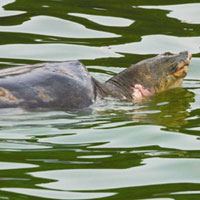 Tin tức trong ngày - Vì sao đề xuất "cụ Rùa" là báu vật quốc gia?