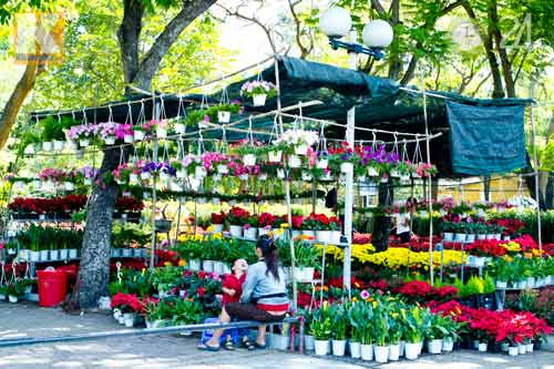 Hoa tết đổ bộ vào TP.HCM - 11