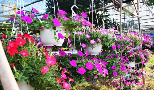 Hoa tết đổ bộ vào TP.HCM - 7