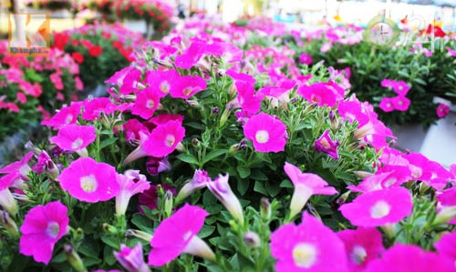 Hoa tết đổ bộ vào TP.HCM - 8