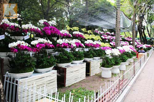 Hoa tết đổ bộ vào TP.HCM - 9