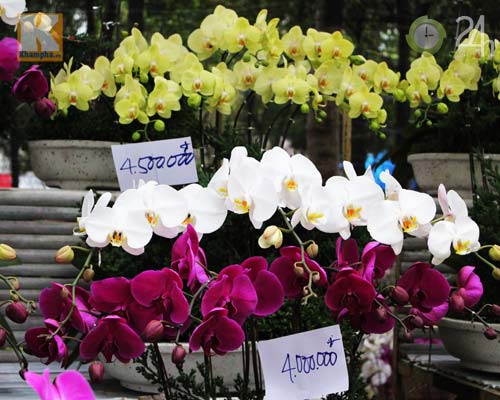 Hoa tết đổ bộ vào TP.HCM - 15