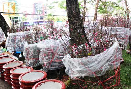Hoa tết đổ bộ vào TP.HCM - 3