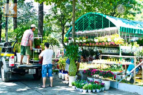 Hoa tết đổ bộ vào TP.HCM - 15