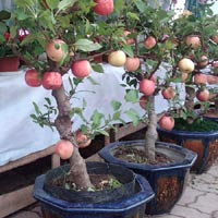 Thị trường - Tiêu dùng - 3 triệu đồng một cây táo cảnh Phúc Lộc