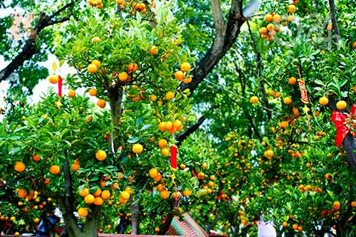 Hoa tết đổ bộ vào TP.HCM - 5