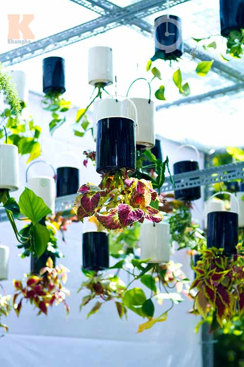 Hoa tết đổ bộ vào TP.HCM - 6