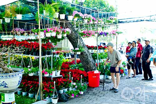 Hoa tết đổ bộ vào TP.HCM - 13