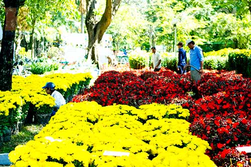 Hoa tết đổ bộ vào TP.HCM - 10