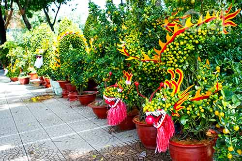 Hoa tết đổ bộ vào TP.HCM - 13