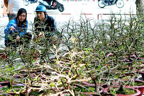 Hoa tết đổ bộ vào TP.HCM - 2