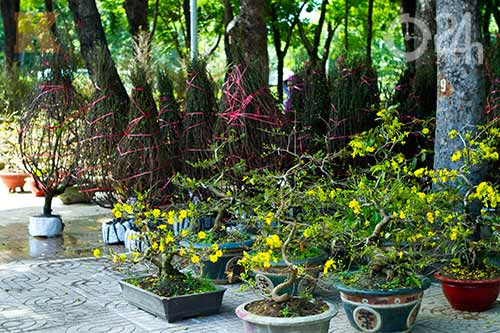 Hoa tết đổ bộ vào TP.HCM - 4