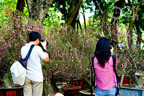 Hoa tết đổ bộ vào TP.HCM - 12