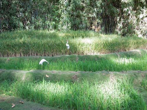 Xương rồng “độc” đón xuân giữa Sài thành - 2