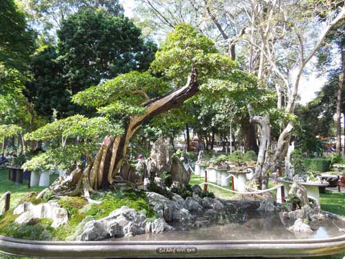 Xương rồng “độc” đón xuân giữa Sài thành - 7