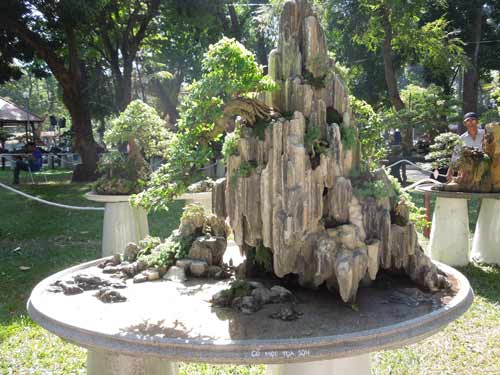 Xương rồng “độc” đón xuân giữa Sài thành - 8