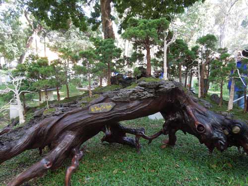 Xương rồng “độc” đón xuân giữa Sài thành - 9